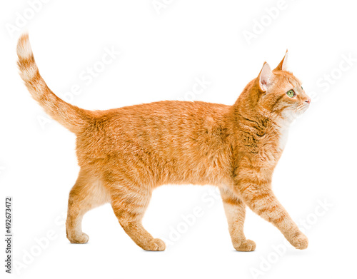 Photo ginger cat walks on a white and isolated background