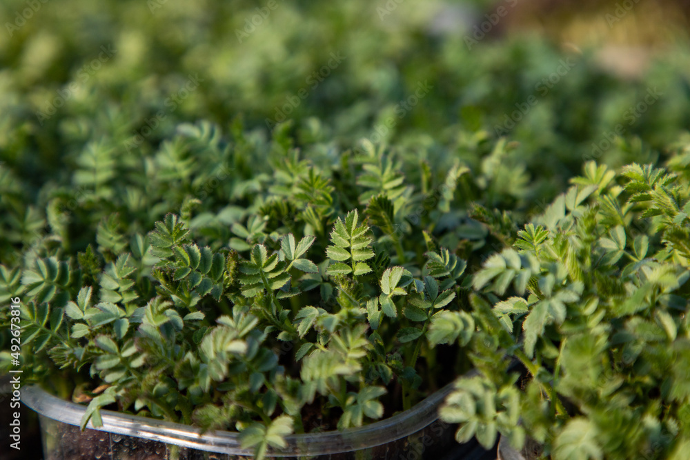 microgreens growing organic bio gardening microgreens growing organic bio gardening