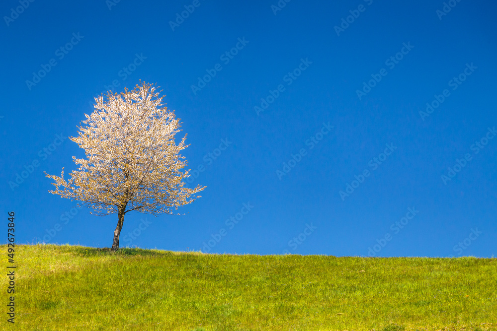 Spring rural landscape with flowering fruit tree on a sunny day. Spring rural landscape with flowering fruit tree on a sunny day.