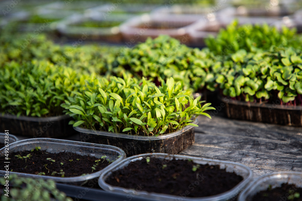 microgreens growing organic bio gardening microgreens growing organic bio gardening