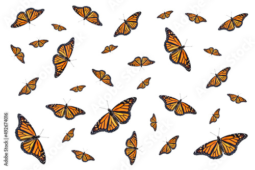 Photography Multiple monarch butterflies in a pattern isolated on white background