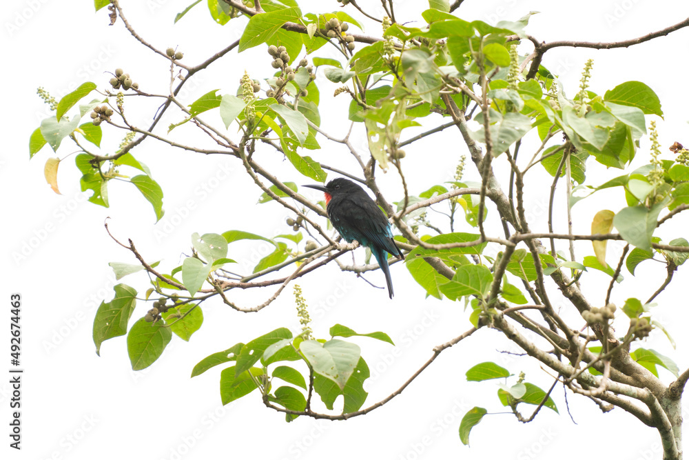 Black bee eater in the rainforest. Bee eater on the branch. Ornithology in Uganda. African safari. Black bee eater in the rainforest. Bee eater on the branch. Ornithology in Uganda. African safari.
