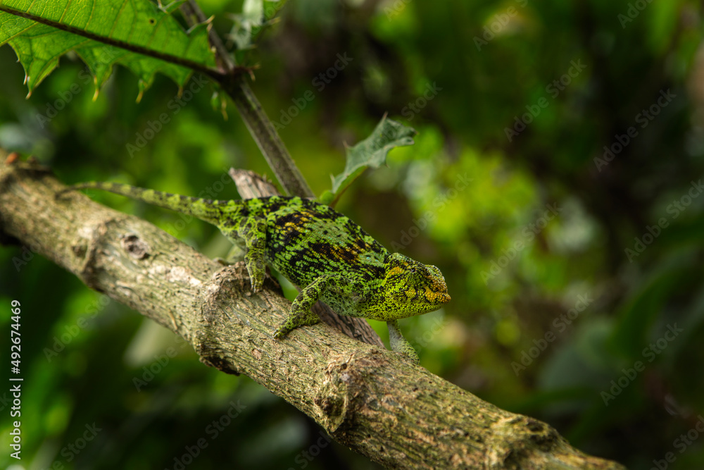 Three horned chameleon in Uganda nature. Trioceros johnstoni camouflage in nature. African safari. Three horned chameleon in Uganda nature. Trioceros johnstoni camouflage in nature. African safari.