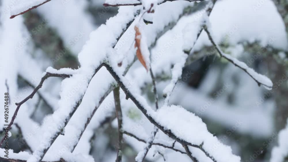 Small Blue tit, Cyanistes caeruleus perched on a snowy branch and flying away in a wintry boreal forest Small Blue tit, Cyanistes caeruleus perched on a snowy branch and flying away in a wintry boreal forest