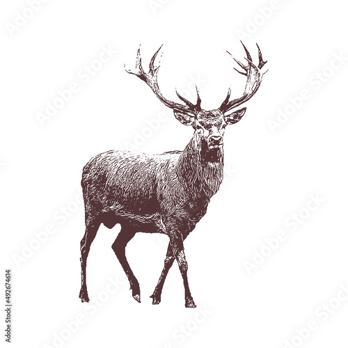 deer Vector drawing illustration black and white engrave isolated illustration photo