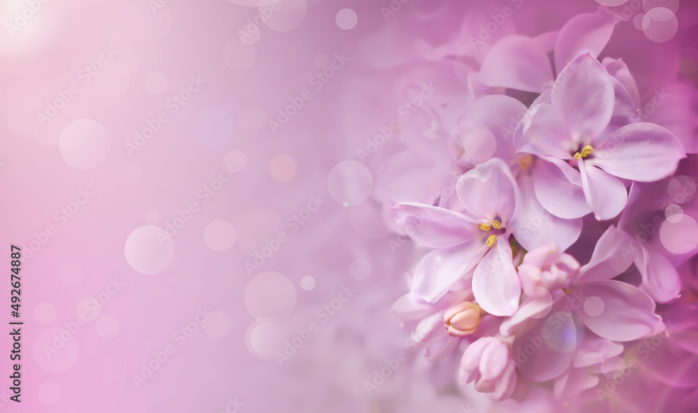 Abstract soft focus floral background with bokeh , spring lilac pink flowers Abstract soft focus floral background with bokeh , spring lilac pink flowers