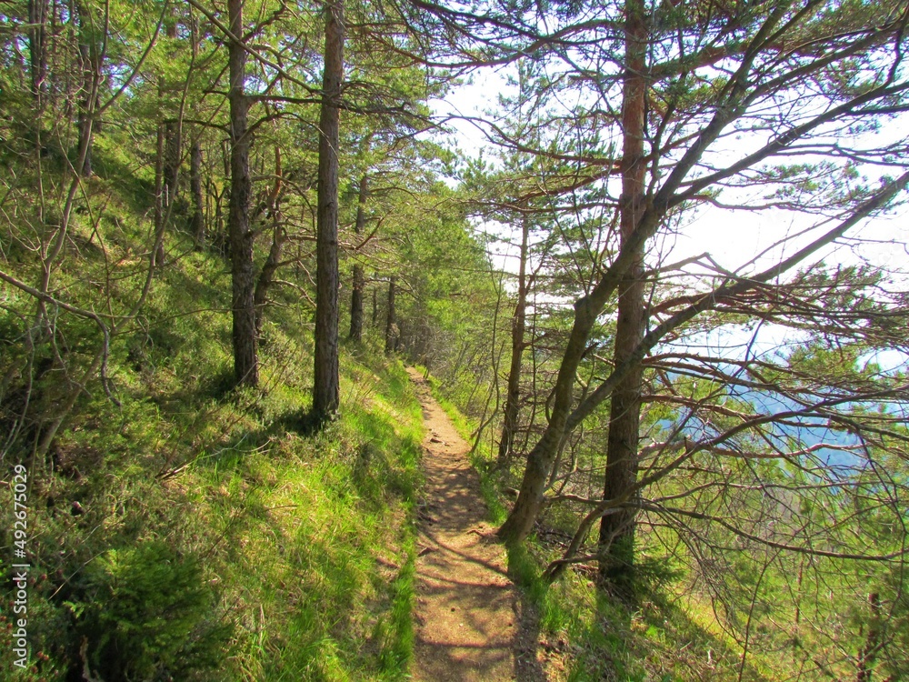 Path leading through a scots pine forest in Slovenia with fresh spring vegetation covering the slopes Path leading through a scots pine forest in Slovenia with fresh spring vegetation covering the slopes