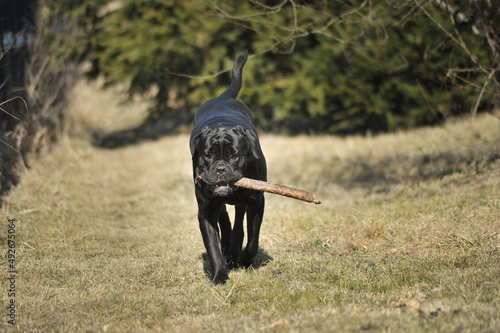 Cane corso