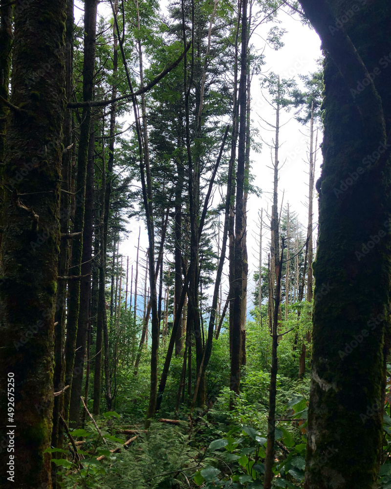 Naklejka premium morning in the woods