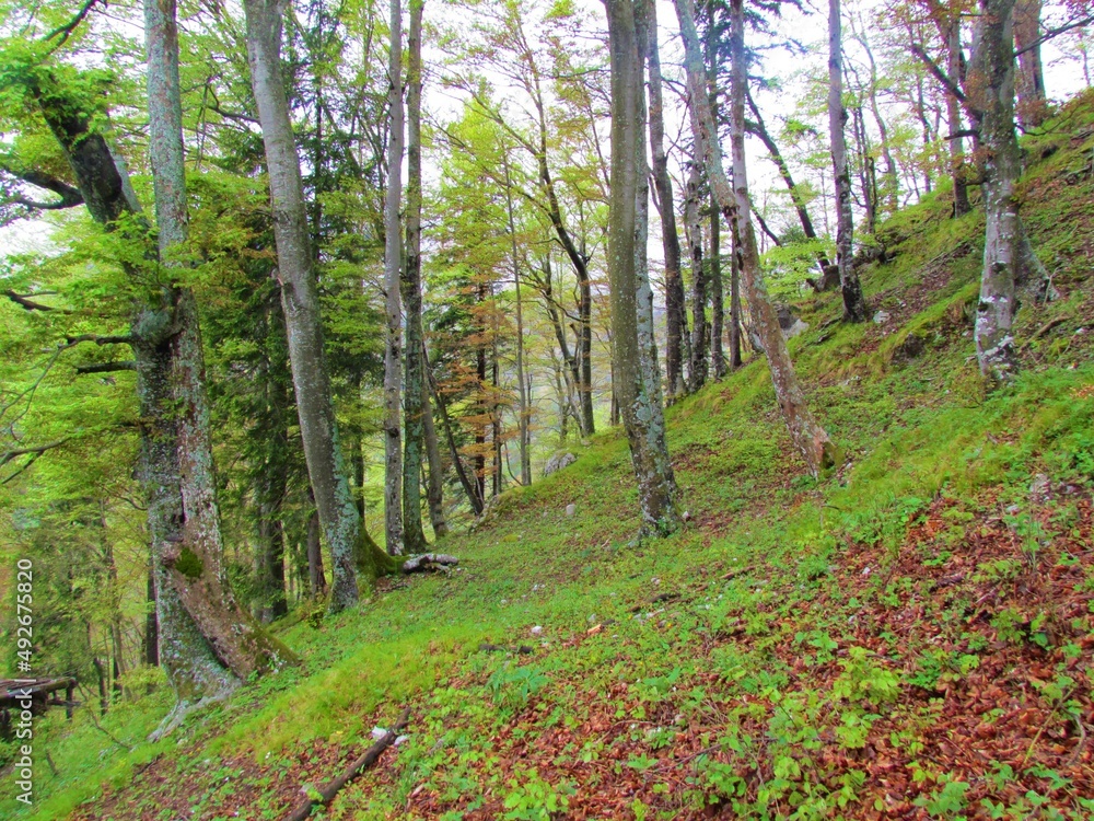 Common temperate, deciduous beech forest in Slovenia with lush herbaceous spring vegetation covering the ground Common temperate, deciduous beech forest in Slovenia with lush herbaceous spring vegetation covering the ground