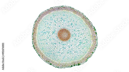 zoom in cross section cut slice of plant stem under the microscope – microscopic view of plant cells for botanic education – high quality animation