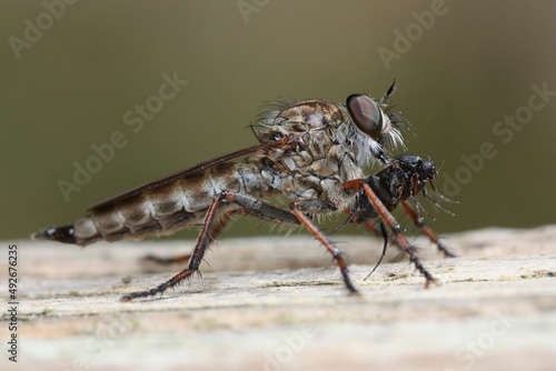Assassin fly pierces a small insect with its proboscis  © Gonzalo