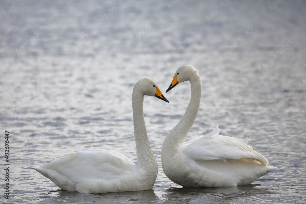 Fototapeta premium 白鳥のカップル