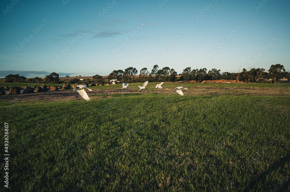 Obraz premium Grass field