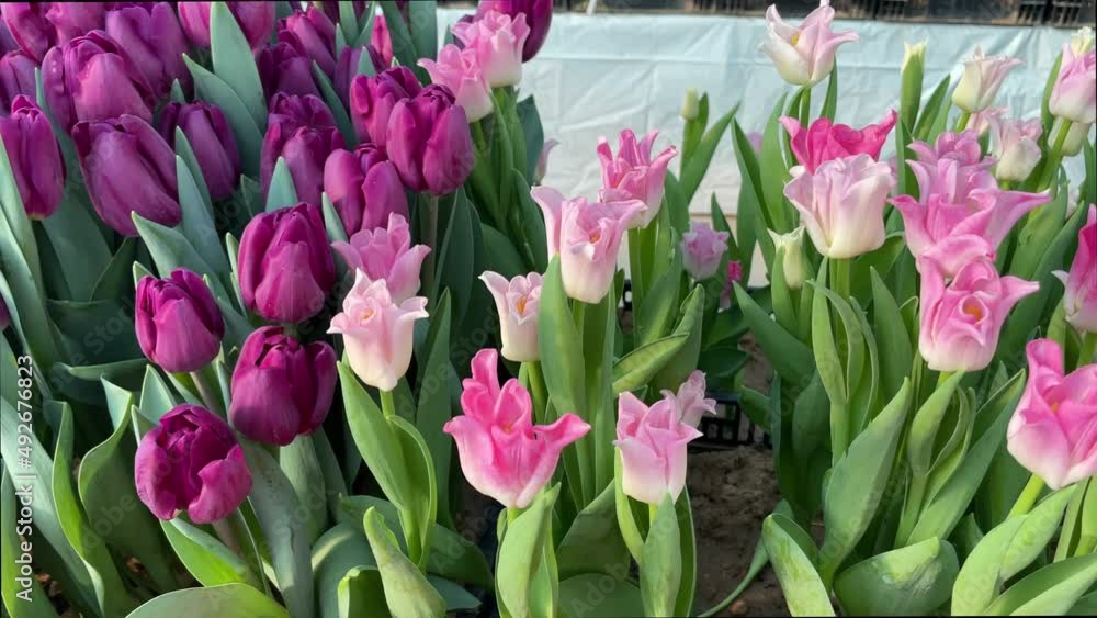 close-up of pink and red tulips at the exhibition, collected in dense bouquets for sale close-up of pink and red tulips at the exhibition, collected in dense bouquets for sale