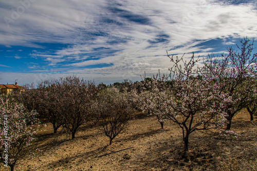  calm spring landscape with blooming orchard on a warm sunny day