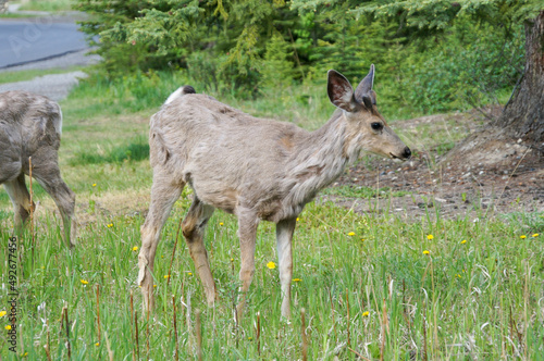 deer in the grass