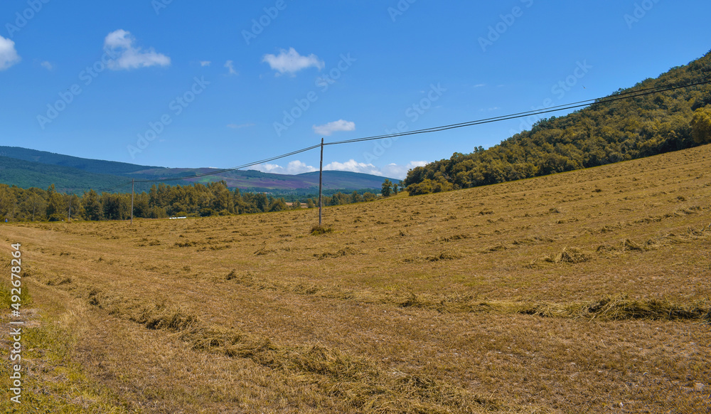 Paisajes de campos de cultivo de trigo.