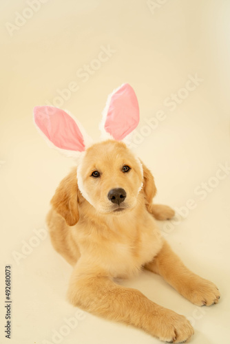 golden retriever puppy wearing bunny ears