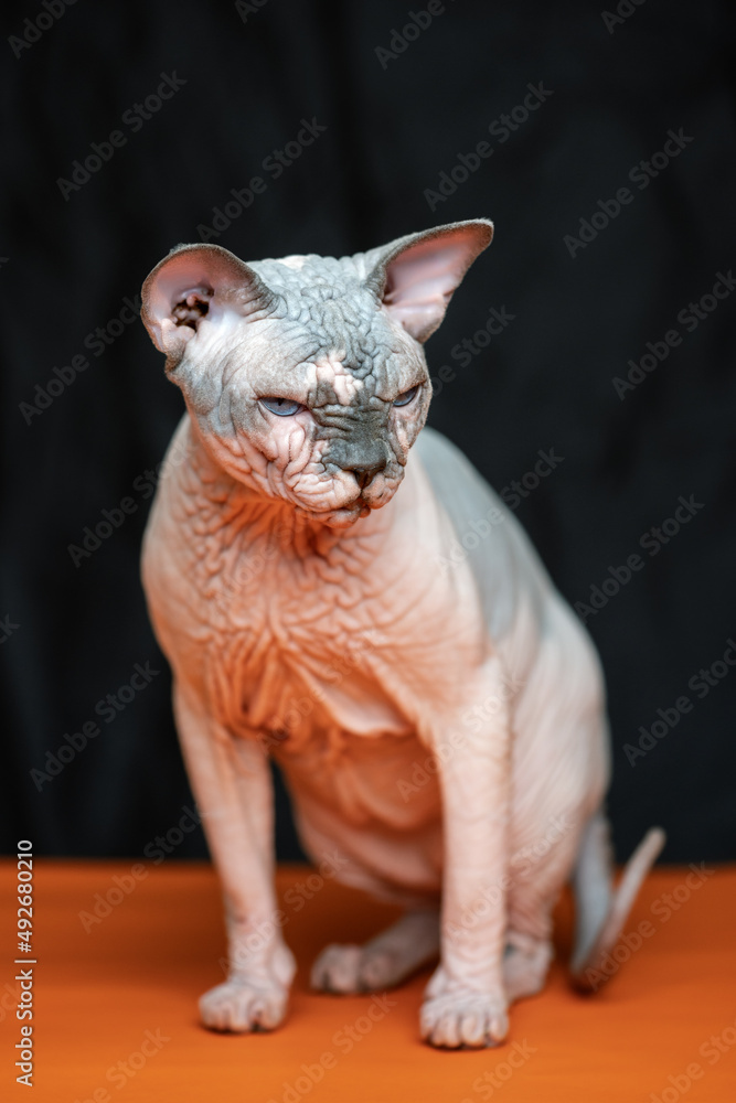 Temperamental Canadian Sphynx Cat. Full length portrait of hairless male cat chocolate mink with white color on orange and black background. Front view of animal.