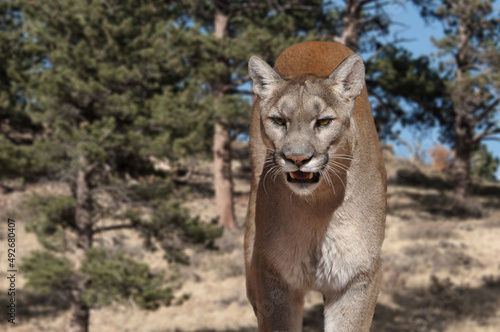Mountain Lion portrait, also called cougar, panther or Puma in pine meadow of Colorado, USA