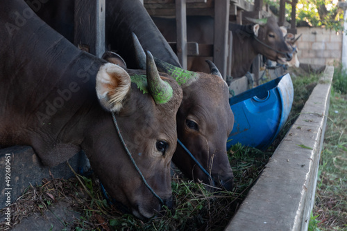 Cows on the farm are fed grass and will be sacrificed on the Muslim holiday of Eid al-Adha to take their meat and cow's milk. raylight and smoke photo