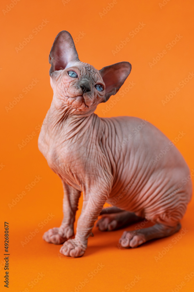 Sphynx Cat of color blue mink and white sits in artistic pose on orange background. Funny four-month-old female kitten threw back its head and looks up. Side view. Studio shot.