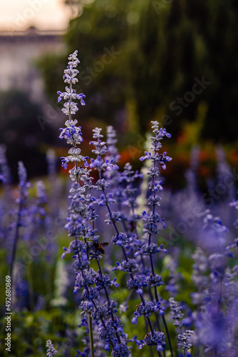 field of lavender