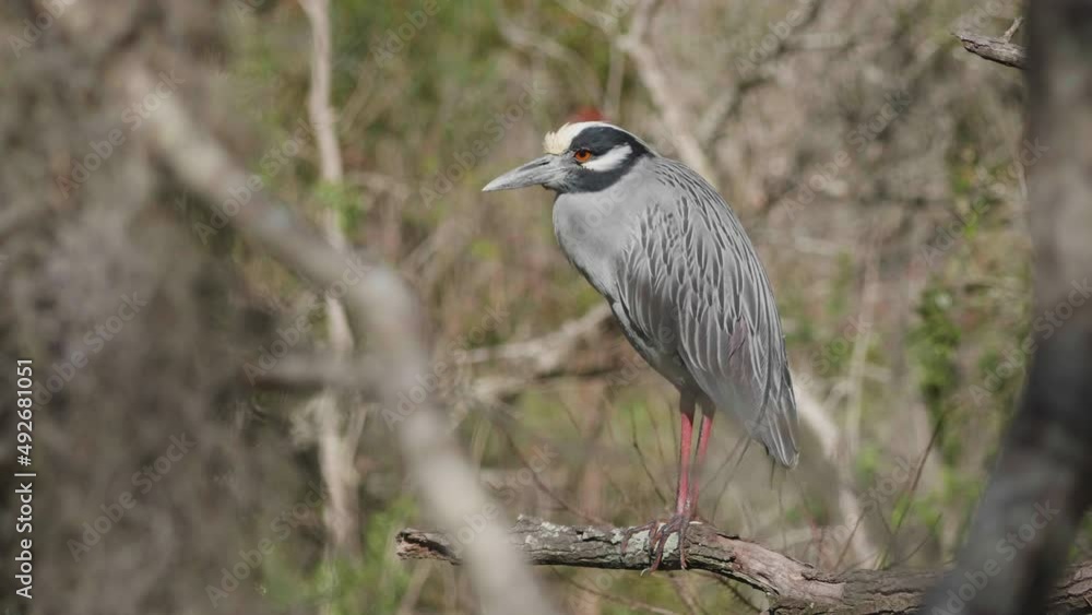 yellow crowned night heron perched in a tree 4 yellow crowned night heron perched in a tree 4