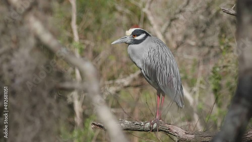 yellow crowned night heron perched in a tree 4