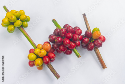 Lao coffee Paksong coffee Fresh red coffee isolated Asian fruit farming agriculture Laos coffee on white background
