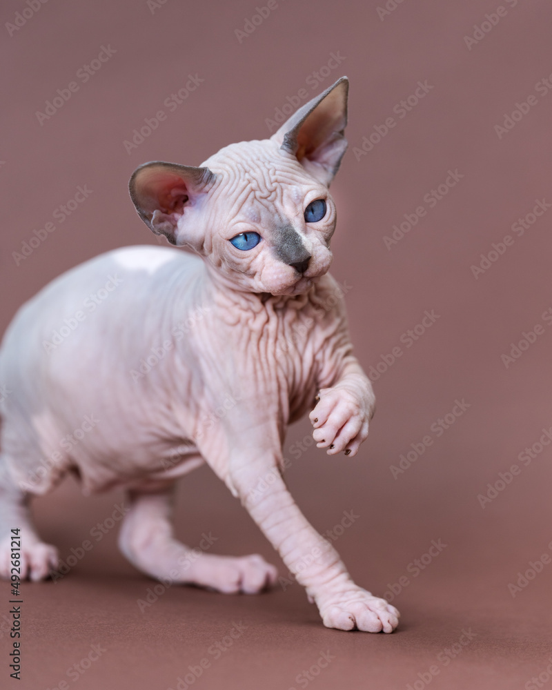 Portrait of beautiful young Canadian Sphynx Cat of color blue mink and white walking on brown background, looking away. Male kitten is seven weeks old. Side, partial view. Studio shot.
