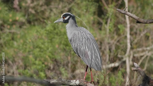 yellow crowned night heron perched in a tree 3