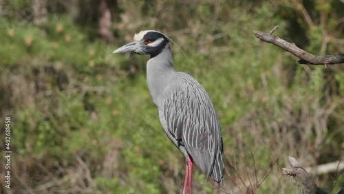 yellow crowned night heron perched in a tree 2