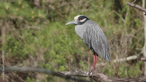 yellow crowned night heron perched in a tree 1 photo