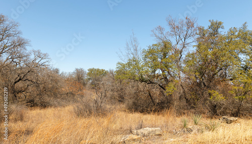 Scenic view landscape. Way to the lake Brownwwod state park, during winter season. 