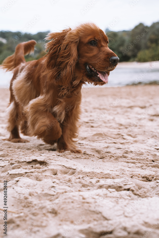 Cute puppy at the beach cocker spaniel