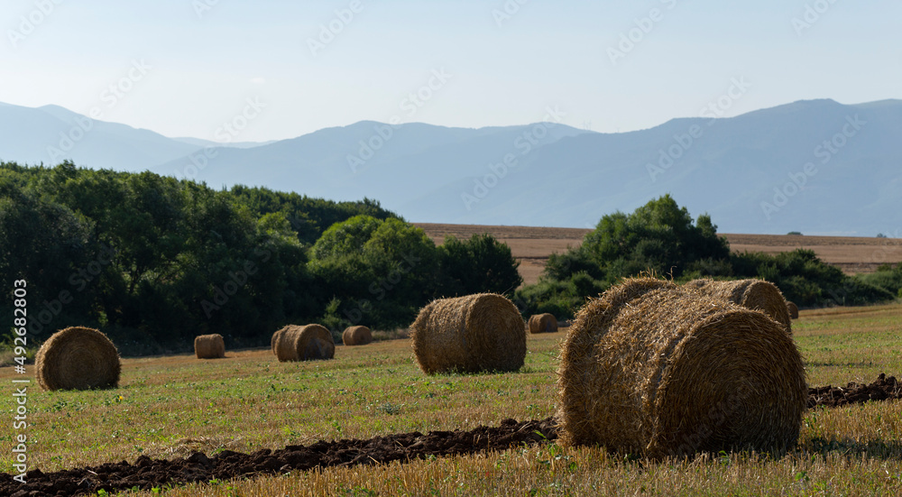 Wheat harvesting. Round bales of straw in the field. Agriculture in mountainous areas.