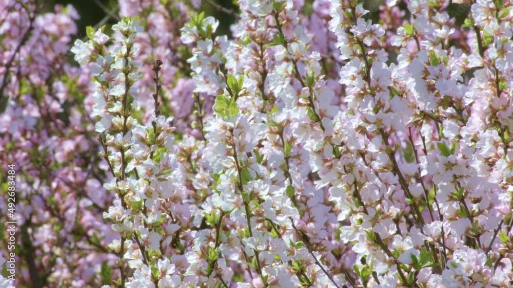 Branch with beautiful white Spring Flowers Prunus tomentosa (Nanking Cherry) on tree or shrub. Nature in Springtime, flowering fuji cherry background. Botanical bloom concept. Blooming backdrop
Branch with beautiful white Spring Flowers Prunus tomentosa (Nanking Cherry) on tree or shrub. Nature in Springtime, flowering fuji cherry background. Botanical bloom concept. Blooming backdrop