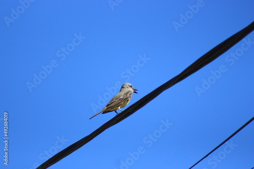 bird on a wire © Pedrosol