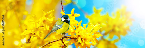 Great tit sitting on a tree branch in spring weather