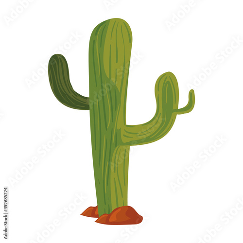 green cactus illustration