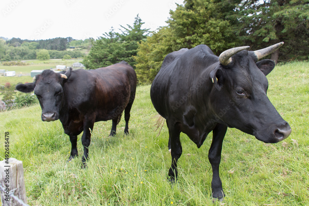Close up of two black bulls at green meadow, Puhoi, New Zealand. Close up of two black bulls at green meadow, Puhoi, New Zealand.