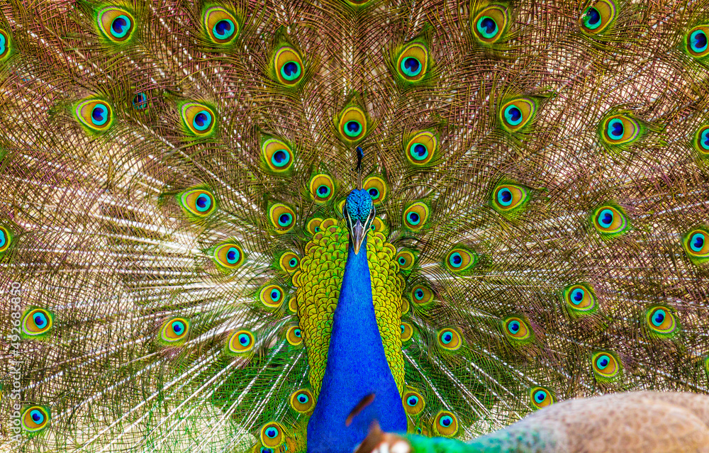 Obraz premium close up of peacock
