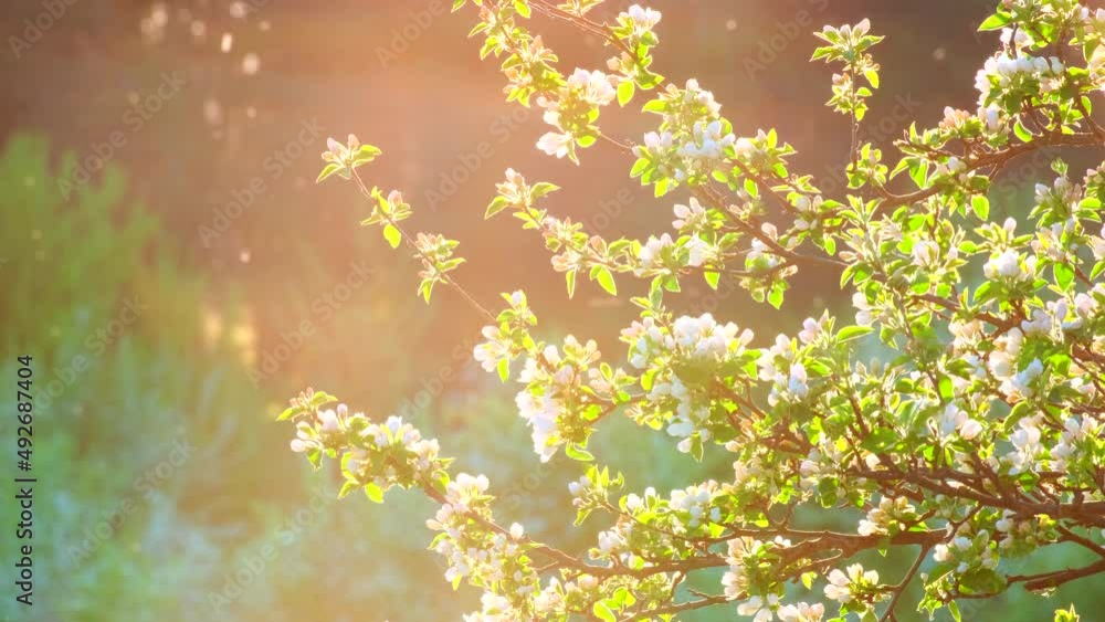 Nature in Springtime. Branch with beautiful white Spring Apple Flowers on Tree. Nature scene with flowering apples on blossom background. Botanical bloom concept. Blooming backdrop Nature in Springtime. Branch with beautiful white Spring Apple Flowers on Tree. Nature scene with flowering apples on blossom background. Botanical bloom concept. Blooming backdrop