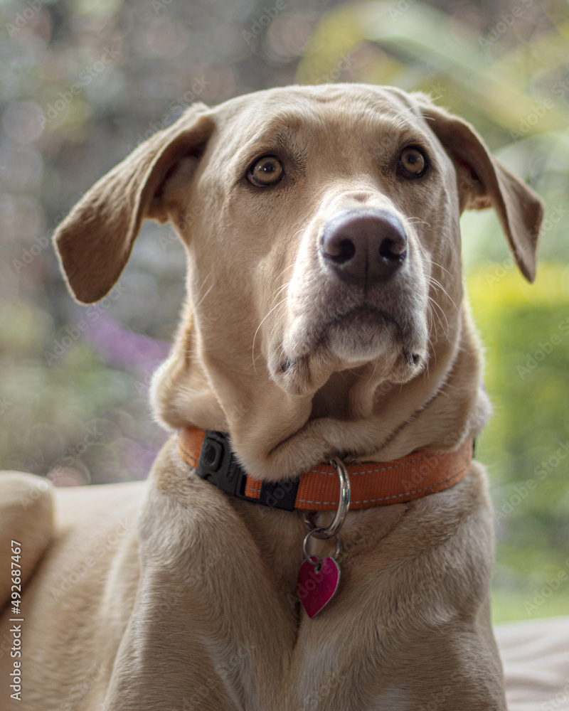 Plano cerrado de la cara de un perro labrador adulto