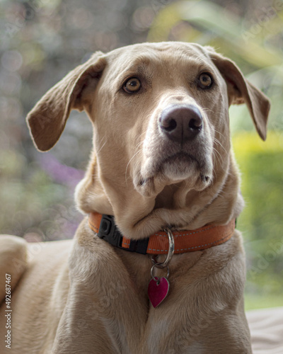 Plano cerrado de la cara de un perro labrador adulto