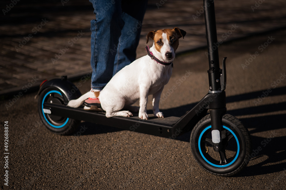 A woman rides an electric scooter in a cottage village with a dog Jack  Russell Terrier. Photos | Adobe Stock