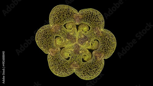 zoom in cross section cut slice of plant stem under the microscope – microscopic view of plant cells for botanic education – high quality animation