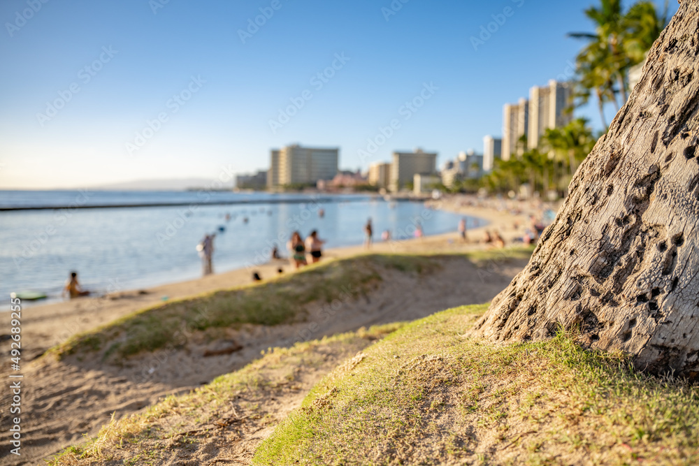 Closeup of a palm tree at Waikiki Beach in Honolulu, Hawaii, with the city skyline blurred in the distance.